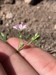 Phemeranthus confertiflorus