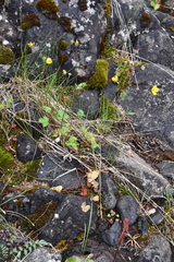 Potentilla arenosa