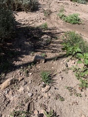 Phemeranthus confertiflorus