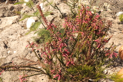 Erica densifolia