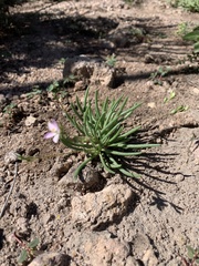Phemeranthus confertiflorus