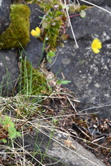 Potentilla arenosa