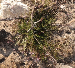 Lobelia neglecta