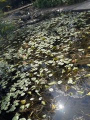 Nymphaea mexicana