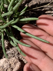 Phemeranthus confertiflorus