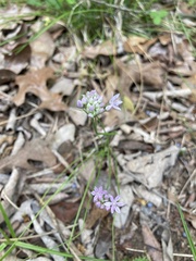 Allium drummondii