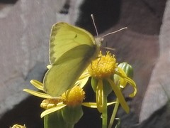 Colias alexandra