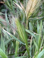 Hordeum murinum