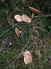 Suillus bovinus