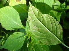 Puccinia komarovii