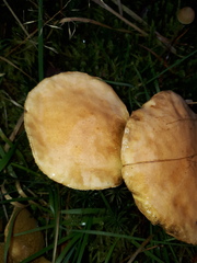 Suillus bovinus