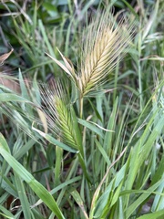 Hordeum murinum