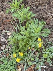 Senecio squalidus