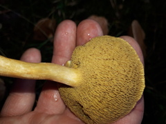 Suillus bovinus