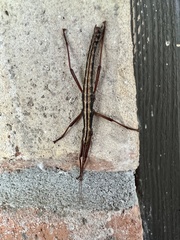 Anisomorpha buprestoides