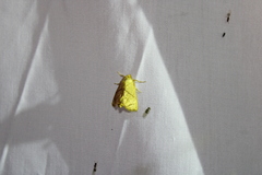 Apoda y-inversa