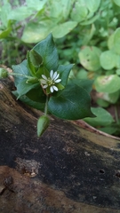 Stellaria media