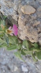 Ajuga iva