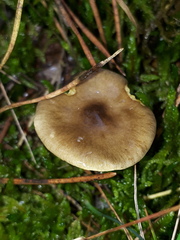 Hygrophorus hypothejus