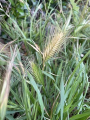 Hordeum murinum