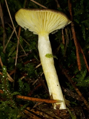 Hygrophorus hypothejus