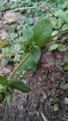 Stellaria media