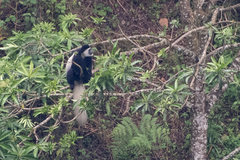 Colobus caudatus