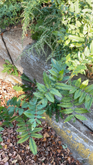 Wisteria sinensis