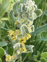 Tetragonia decumbens