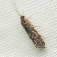 Polycentropodidae