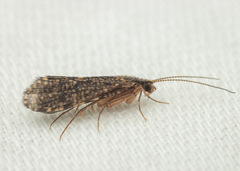 Polycentropodidae