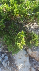 Juniperus turbinata