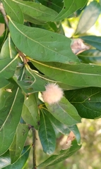 Neuroterus laurifoliae