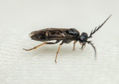 Cladius pectinicornis