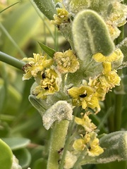 Tetragonia decumbens