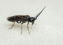 Cladius pectinicornis
