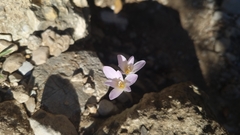 Colchicum cupanii