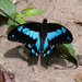 Chrapkowski's Green-banded Swallowtail - Photo (c) Grigory Evtukh, some rights reserved (CC BY-NC), uploaded by Grigory Evtukh