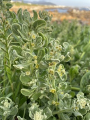 Tetragonia decumbens