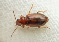 Bradycellus verbasci