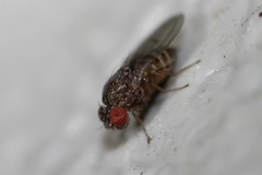 Drosophila repleta