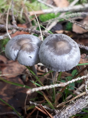Panaeolus cyanescens