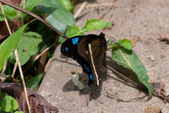 Papilio chrapkowskii
