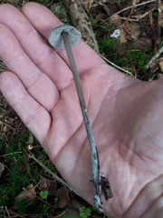 Panaeolus cyanescens