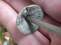 Panaeolus cyanescens