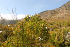 Leucadendron eucalyptifolium