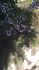 Erica manipuliflora