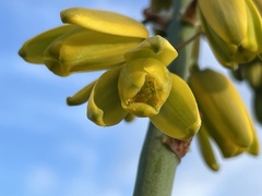 Albuca canadensis