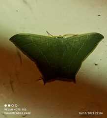 Thalassodes quadraria