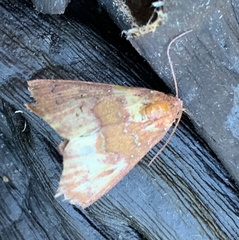 Anomis illita
